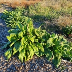 Echium plantagineum (Paterson's Curse) at Isaacs, ACT - 11 Apr 2024 by Mike