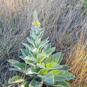 Verbascum thapsus subsp. thapsus at Isaacs Ridge - 11 Apr 2024 04:28 PM