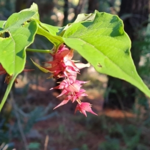 Leycesteria formosa at Isaacs Ridge and Nearby - 11 Apr 2024