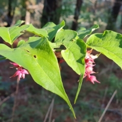 Leycesteria formosa at Isaacs Ridge and Nearby - 11 Apr 2024