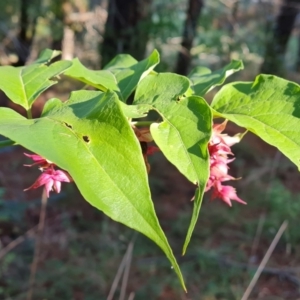 Leycesteria formosa at Isaacs Ridge and Nearby - 11 Apr 2024 02:57 PM