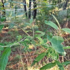 Olearia lirata (Snowy Daisybush) at Isaacs Ridge - 11 Apr 2024 by Mike