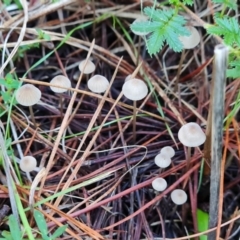 Mycena sp. (genus) (Mycena) at Isaacs Ridge - 11 Apr 2024 by Mike