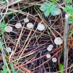 Mycena sp. (Mycena) at Isaacs, ACT - 11 Apr 2024 by Mike