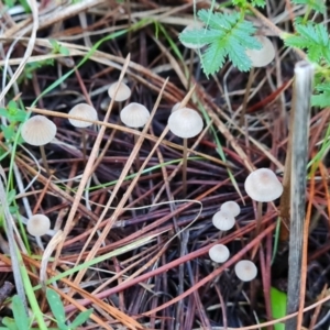 Mycena sp. at Isaacs Ridge - 11 Apr 2024