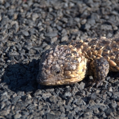 Tiliqua rugosa (Shingleback Lizard) at Wyandra, QLD - 2 Oct 2020 by Petesteamer