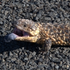 Tiliqua rugosa aspera at suppressed - 2 Oct 2020 04:46 PM