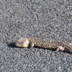 Tiliqua rugosa aspera at suppressed - 2 Oct 2020 04:46 PM
