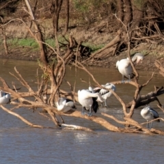 Pelecanus conspicillatus (Australian Pelican) at Cunnamulla, QLD - 3 Oct 2020 by Petesteamer