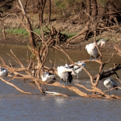 Pelecanus conspicillatus (Australian Pelican) at Cunnamulla, QLD - 2 Oct 2020 by Petesteamer