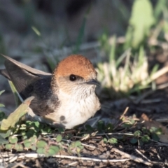 Petrochelidon ariel (Fairy Martin) at Cunnamulla, QLD - 2 Oct 2020 by Petesteamer