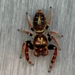 Unidentified Jumping or peacock spider (Salticidae) at Russell, ACT - 11 Apr 2024 by Hejor1