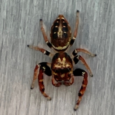 Unidentified Jumping or peacock spider (Salticidae) at Russell, ACT - 11 Apr 2024 by Hejor1