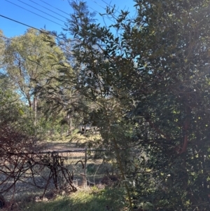 Acacia decurrens at Aranda, ACT - 11 Apr 2024