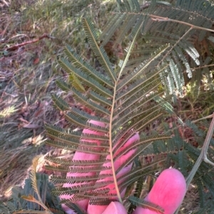 Acacia decurrens at Aranda, ACT - 11 Apr 2024