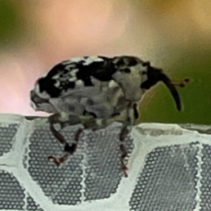 Mogulones larvatus at Russell, ACT - 11 Apr 2024