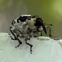 Mogulones larvatus at Russell, ACT - 11 Apr 2024 11:17 AM