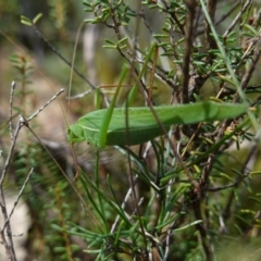 Tinzeda lobata at Marulan, NSW - suppressed