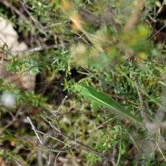 Tinzeda lobata at Marulan, NSW - suppressed