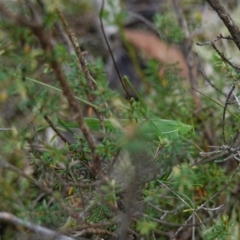 Tinzeda lobata at Marulan, NSW - suppressed