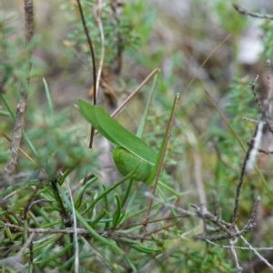 Tinzeda lobata at Marulan, NSW - suppressed