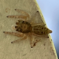 Unidentified Jumping or peacock spider (Salticidae) at Russell, ACT - 11 Apr 2024 by Hejor1