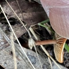 zz agaric (stem; gills not white/cream) at Aranda Bushland - 11 Apr 2024 by lbradley