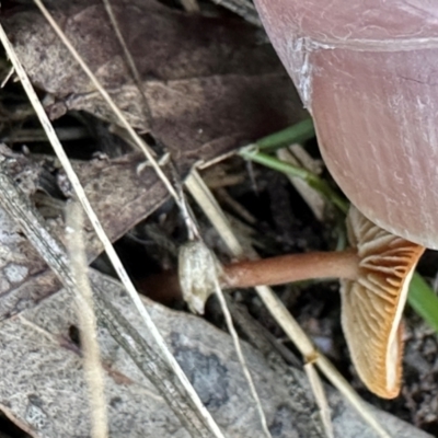 zz agaric (stem; gills not white/cream) at Aranda, ACT - 11 Apr 2024 by lbradley