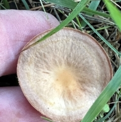 zz agaric (stem; gills not white/cream) at Aranda, ACT - 11 Apr 2024 04:43 PM