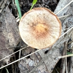 zz agaric (stem; gills not white/cream) at Aranda, ACT - 11 Apr 2024 04:43 PM