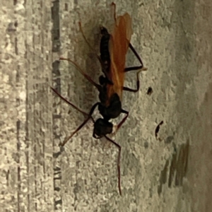 Formicidae (family) at Russell, ACT - 11 Apr 2024