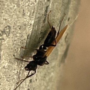 Formicidae (family) at Russell, ACT - 11 Apr 2024