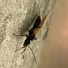 Formicidae (family) at Russell, ACT - 11 Apr 2024