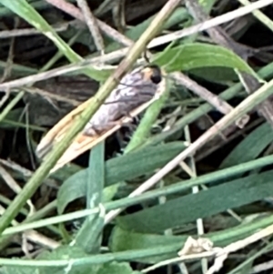 Palaeosia bicosta at Aranda, ACT - 11 Apr 2024