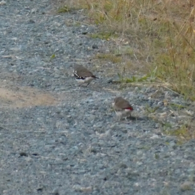 Stagonopleura guttata (Diamond Firetail) at QPRC LGA - 11 Apr 2024 by Wandiyali