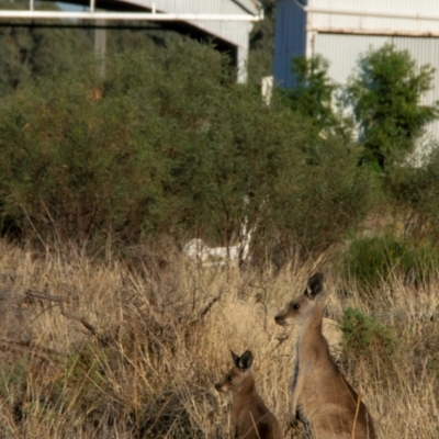 Macropus giganteus (Eastern Grey Kangaroo) at Cunnamulla, QLD - 2 Oct 2020 by Petesteamer