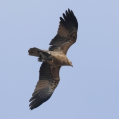 Haliastur sphenurus (Whistling Kite) at Winton North, VIC - 10 Apr 2024 by Trevor