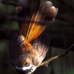 Rhipidura rufifrons (Rufous Fantail) at Seaview, VIC - 27 Feb 2019 by Petesteamer