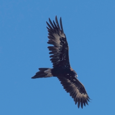 Aquila audax (Wedge-tailed Eagle) at Cloverlea, VIC - 27 Feb 2019 by Petesteamer