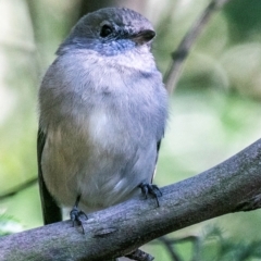 Pachycephala pectoralis (Golden Whistler) at Seaview, VIC - 24 Mar 2019 by Petesteamer