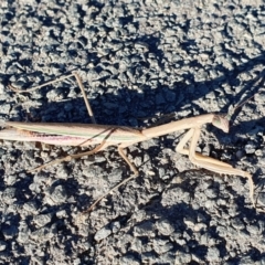 Unidentified Praying mantis (Mantodea) at Mount Painter - 11 Apr 2024 by janddkelly