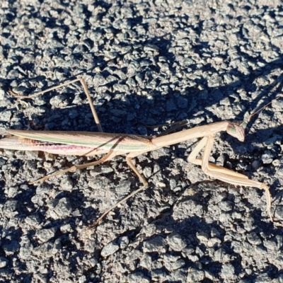 Unidentified Praying mantis (Mantodea) at Mount Painter - 11 Apr 2024 by janddkelly