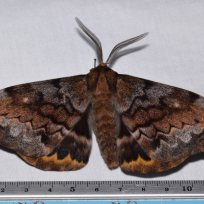 Chelepteryx collesi (White-stemmed Gum Moth) at QPRC LGA - 11 Apr 2024 by DianneClarke