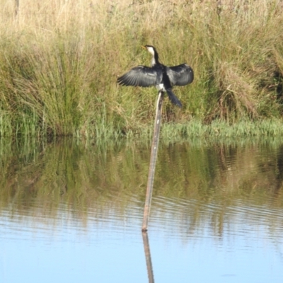 Microcarbo melanoleucos (Little Pied Cormorant) at Lions Youth Haven - Westwood Farm A.C.T. - 9 Apr 2024 by HelenCross