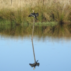 Microcarbo melanoleucos at Lions Youth Haven - Westwood Farm A.C.T. - 10 Apr 2024 07:51 AM