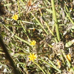 Chondrilla juncea at Lions Youth Haven - Westwood Farm A.C.T. - 10 Apr 2024 08:08 AM