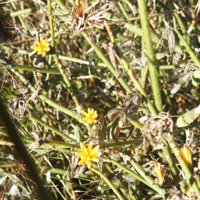 Chondrilla juncea (Skeleton Weed) at Kambah, ACT - 9 Apr 2024 by HelenCross