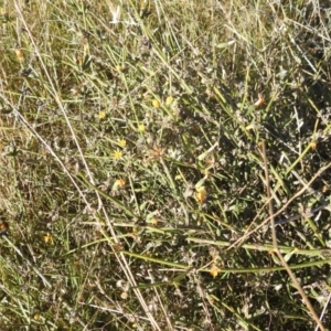 Chondrilla juncea at Lions Youth Haven - Westwood Farm A.C.T. - 10 Apr 2024