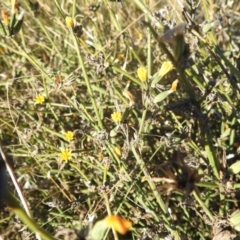 Chondrilla juncea at Lions Youth Haven - Westwood Farm A.C.T. - 10 Apr 2024 08:08 AM