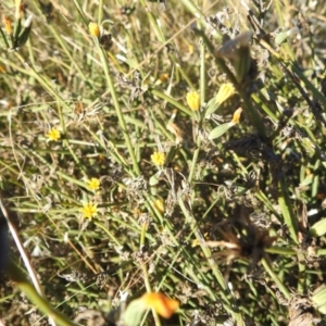 Chondrilla juncea at Lions Youth Haven - Westwood Farm A.C.T. - 10 Apr 2024